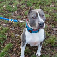 Bysiu, pies do adopcji