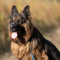 Borys, pies do adopcji