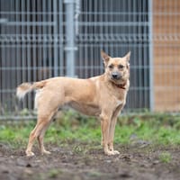 Lumi, suczka do adopcji