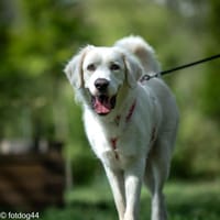 Lotek, pies do adopcji