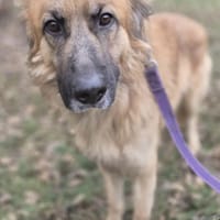 Wafel, pies do adopcji