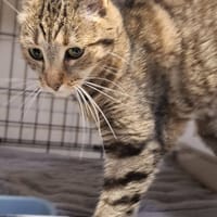 Maria, kotka do adopcji