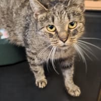 Apolinka, kotka do adopcji