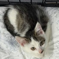 Baluś, kot do adopcji