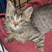 Ocelot, kot do adopcji