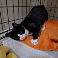 Julka, kotka do adopcji