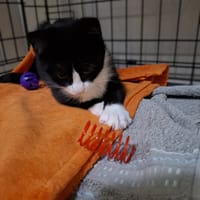 Julka, kotka do adopcji