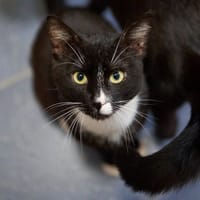 Donat, kot do adopcji