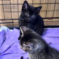 Ornak, kot do adopcji