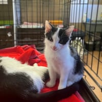 Ontario, kot do adopcji