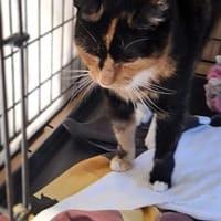 Brzózka, kotka do adopcji