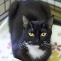 Ligawka, kotka do adopcji