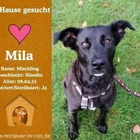 Zuhause gesucht für Mila, Hündin zur Adoption