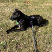 der lustige Pearl sucht seine Familie, Hund zur Adoption