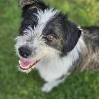 Liebling Miko sucht sein Zuhause, Hund zur Adoption