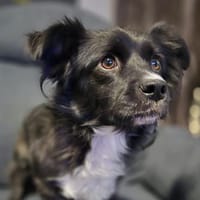 Bodo - ein leiser Schatz, Hund zur Adoption