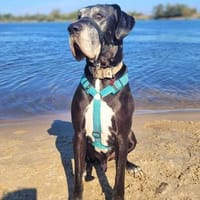 Manny - der Einzelprinz, Hund zur Adoption