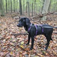 Chico sucht sein Happy End, Hund zur Adoption