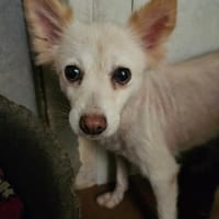 Roma sehnt sich nach Geborgenheit, Hündin zur Adoption
