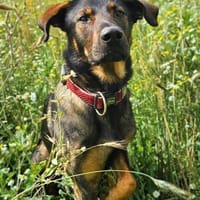 Loki - ist kinderfreundlich, Hund zur Adoption