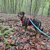der hübsche Yarno sucht ein Zuhause, Hund zur Adoption