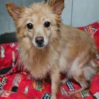 Jimena verdient ganz viel Liebe....., Hündin zur Adoption