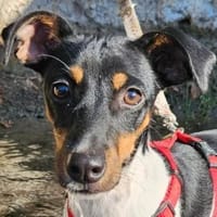 Mina möchte so gerne eine Familie haben, Hündin zur Adoption