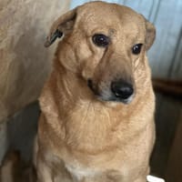 Choco, ein kleiner, trauriger Rüde, Hund zur Adoption