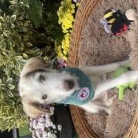 Sandro, Hund zur Adoption