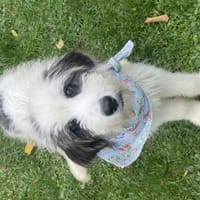 Freddy, Hund zur Adoption