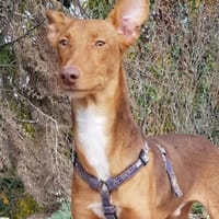 Rufo sucht eine Familie zum Liebhaben, Hund zur Adoption