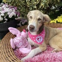 Antonia, Hündin zur Adoption