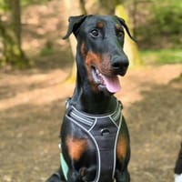 Stöpsel - Riesenbaby, Hund zur Adoption