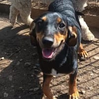 Vivi ist eine Zuckerschnecke, Hündin zur Adoption