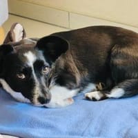 Lisa sucht ein neues Zuhause, Hündin zur Adoption