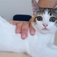 Miranda- bildhübsche, sehr süße Tricolor, Katze zur Adoption