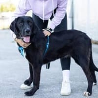 Jake Sully sucht seine eigene Familie, Hund zur Adoption