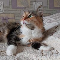 Eine Prinzessin sucht zu Hause, Katze zur Adoption