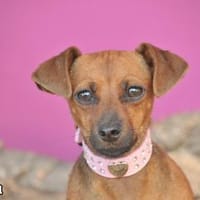 SANNA, Hündin zur Adoption