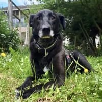 BLACKY ist sehr sensibel + ruhig ♥, Hund zur Adoption