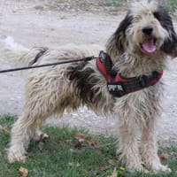 Tek, Hund zur Adoption