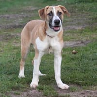 Bento - liebevolle Familie gesucht, Hund zur Adoption