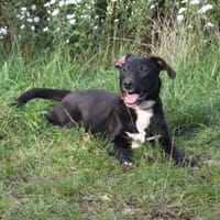 Bebe - wo darf ich Zuhause sein?, Hund zur Adoption
