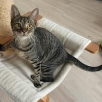 Kleiner Bandit sucht sein Zuhause, Kater zur Adoption