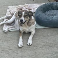 Paula - dankbar, ruhig, katzenverträgl., Hündin zur Adoption