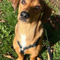 DackelMix-Rüde♥Luca♥wartet 48153 Münster, Hund zur Adoption