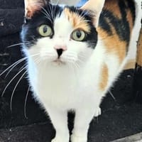 Pepper (+Fernando) - liebe Tricolorkatze, Katze zur Adoption