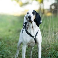 Bella - eine sanfte Seele, Hündin zur Adoption