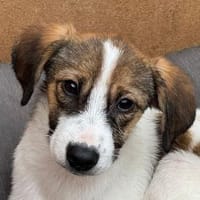 JONNY-hübscher Tricolour-Jung-Rüde,38 cm, Hund zur Adoption