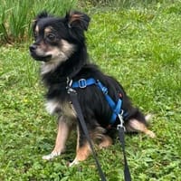 Lina - jung und vorsichtig - in DE, Hündin zur Adoption